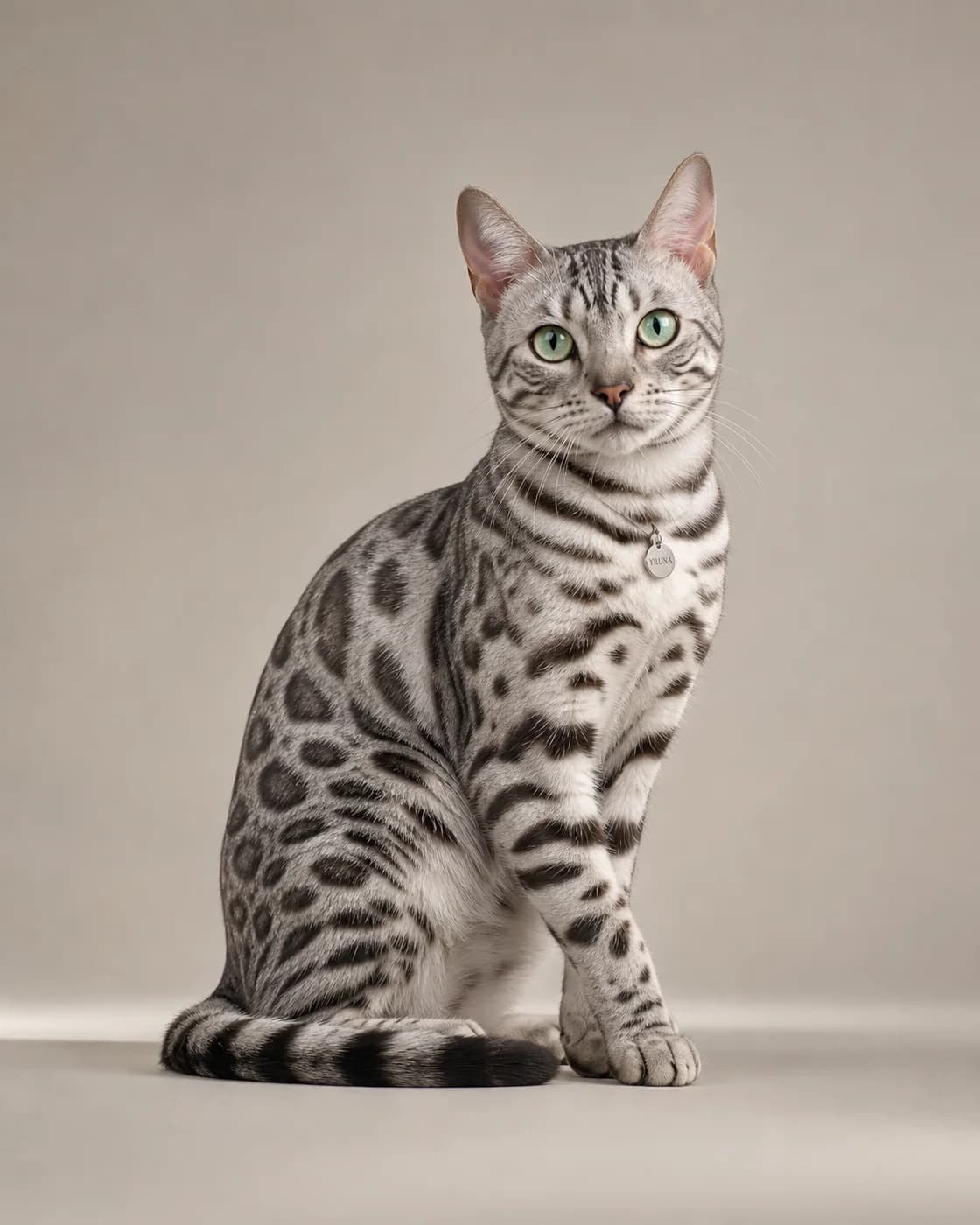 Generated silver Bengal cat with green eyes seated against a light gray studio background