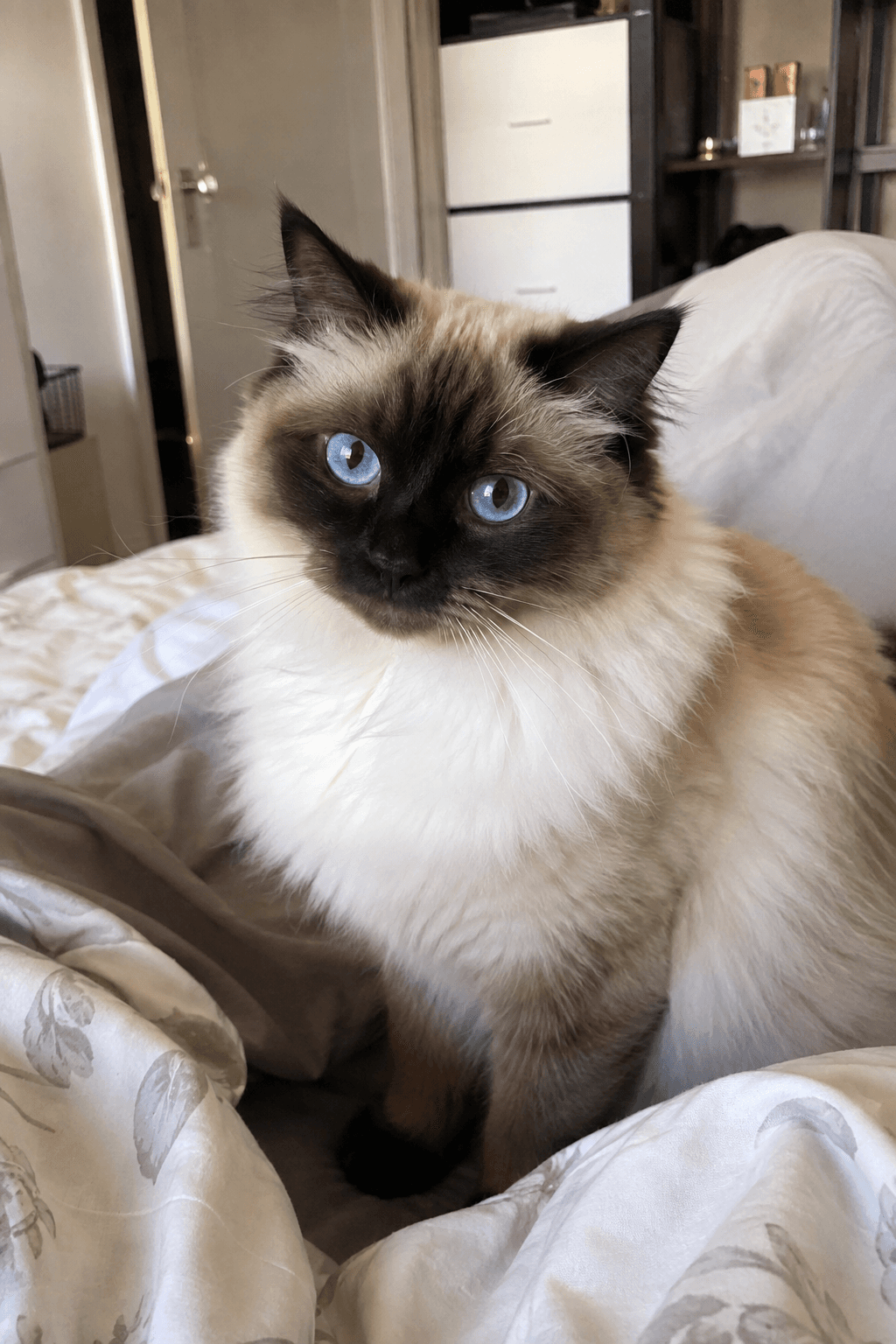 Blue-eyed seal-point Ragdoll cat seated on a bed