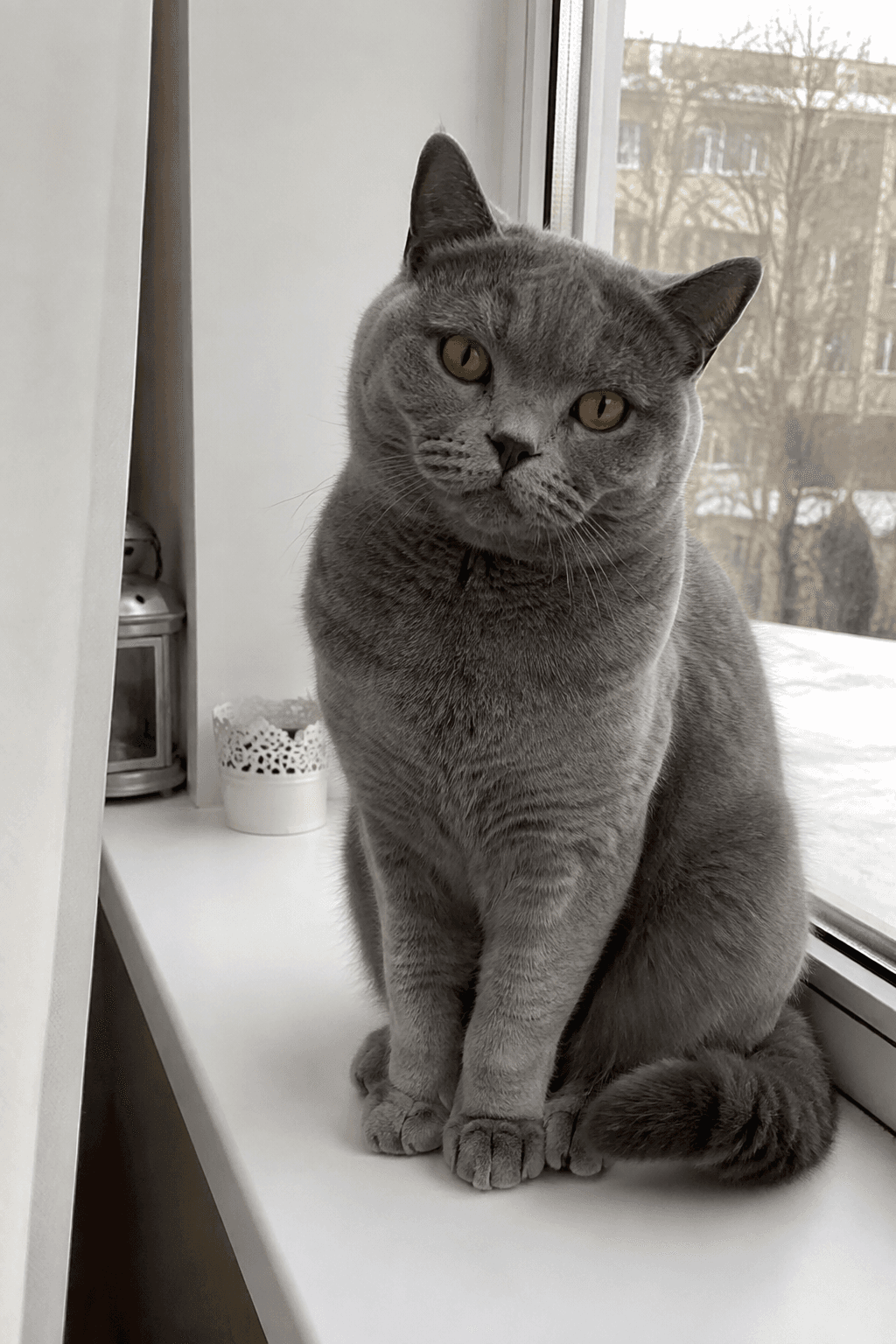 Generated gray British Shorthair cat seated by a window, used as a video starting frame